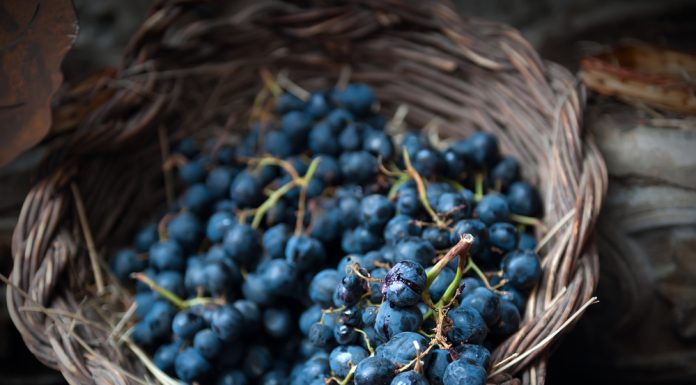 bayas y uvas para hacer vino casero