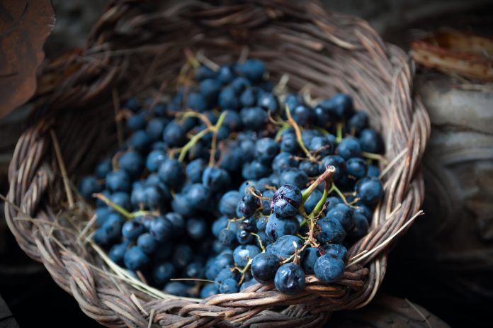 bayas y uvas para hacer vino casero
