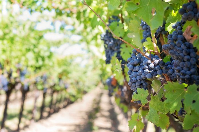 Uvas maduras listas para la producción de vino