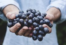 Uvas que han sido cultivadas de forma ecológica